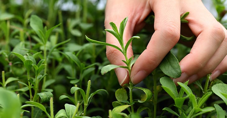 Close-up of a hand holding a single sprig of stevia in a garden of stevia.