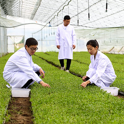 Three scientists walking through a green-housed stevia garden. Two of them are crouching over to inspect some of the plants.