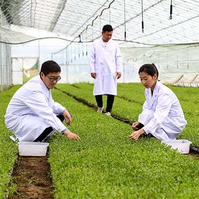 Sweetening comprimés à base de plantes 300comp