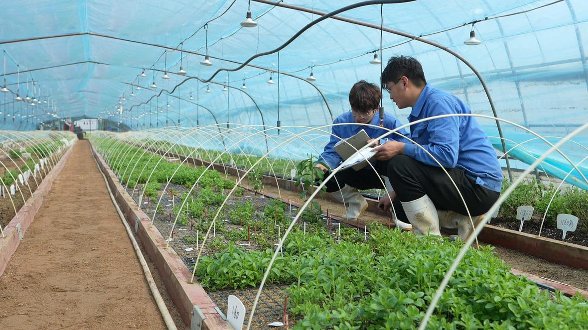Two people inspect stevia plants during cultivation.