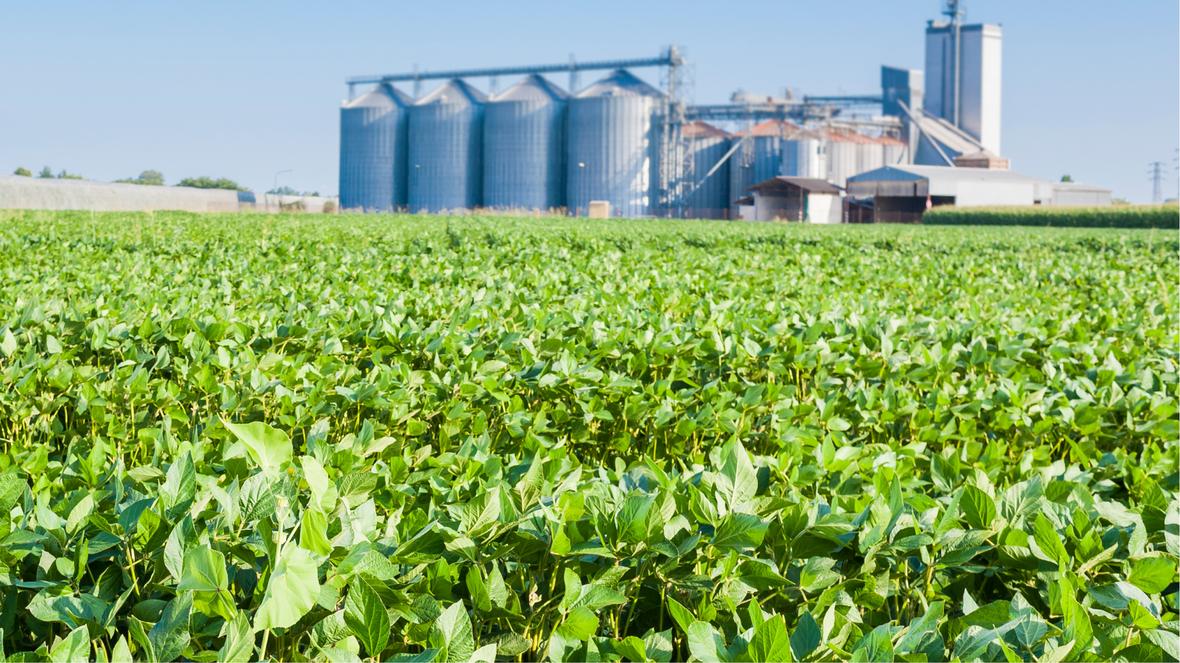A field of green plants with silos in the background
