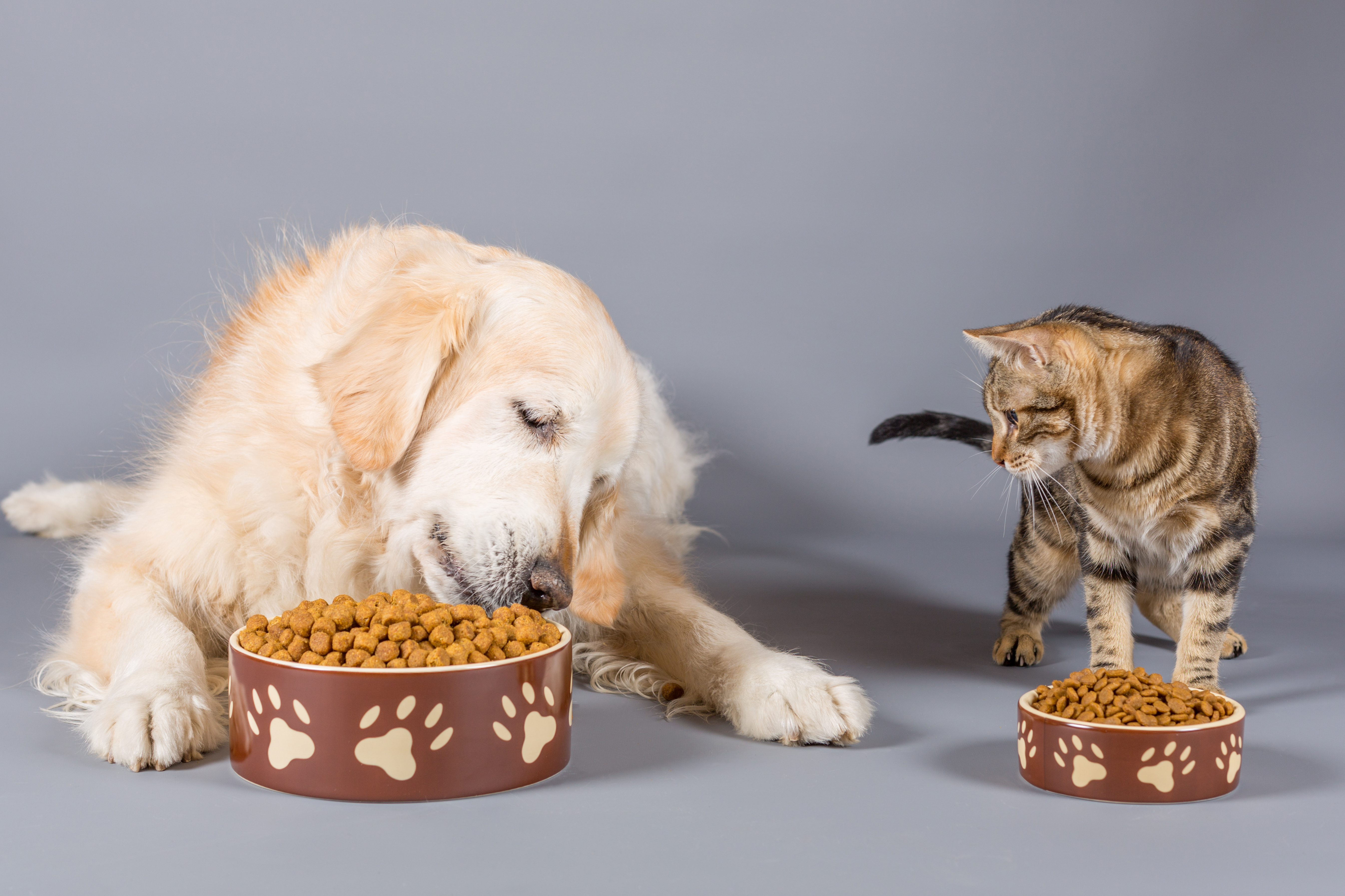 Cat looking at dog eating kibble