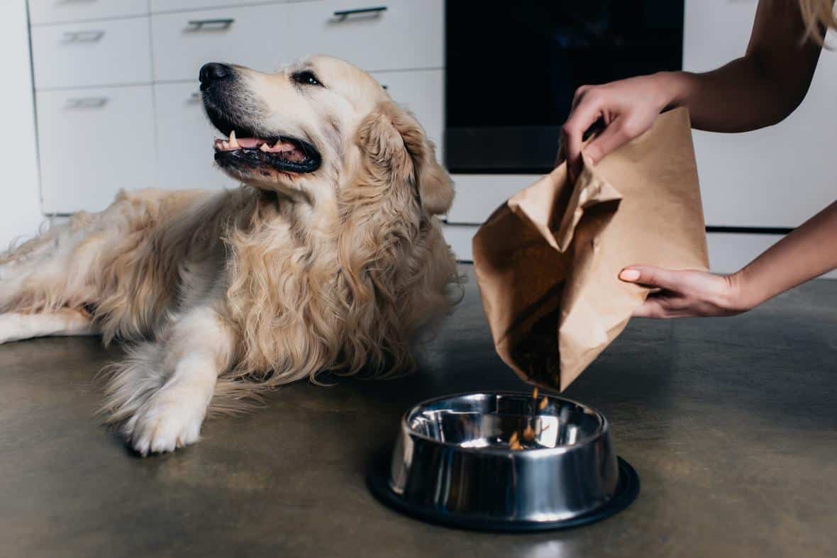 Dog food bowl is replenished in front of a Labrador dog