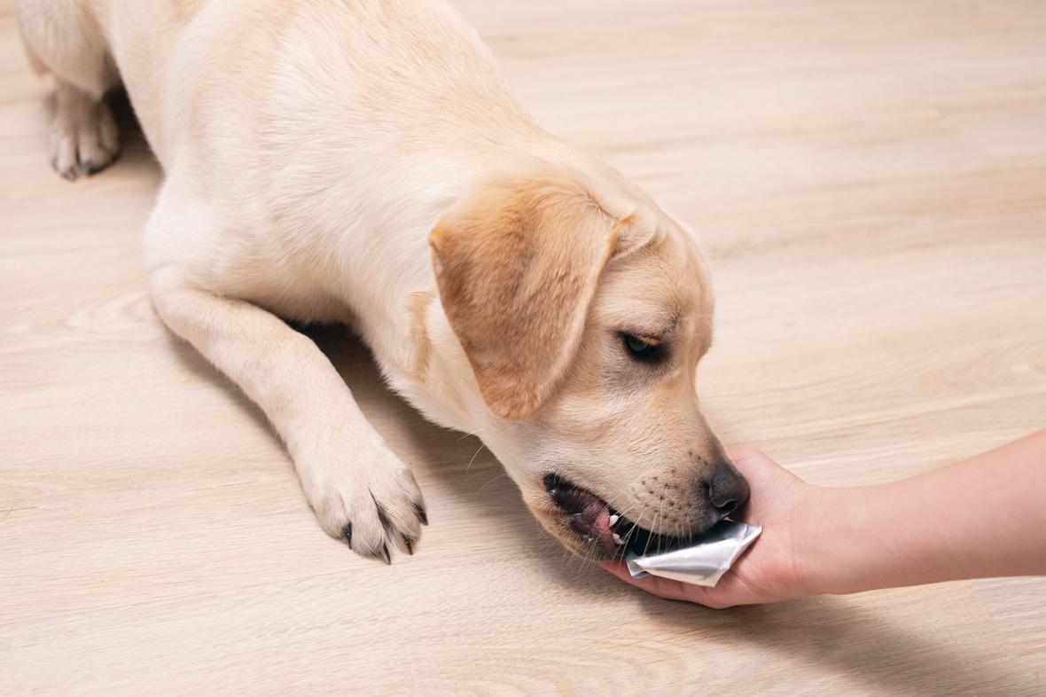 Dog eats supplements from human hand