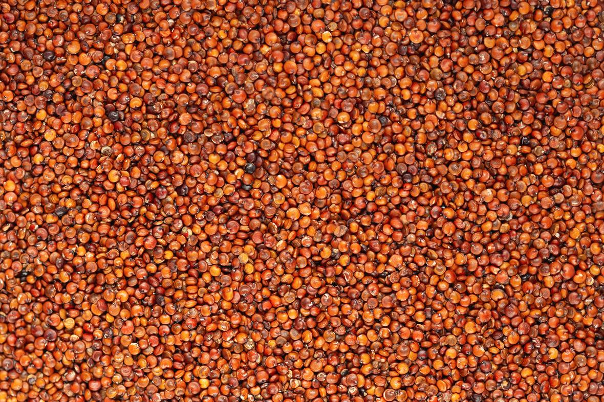 Brown Pet Food in a pattern
