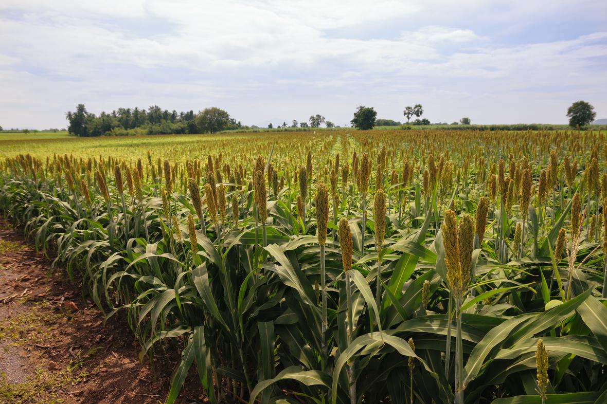 A field of ancient grains