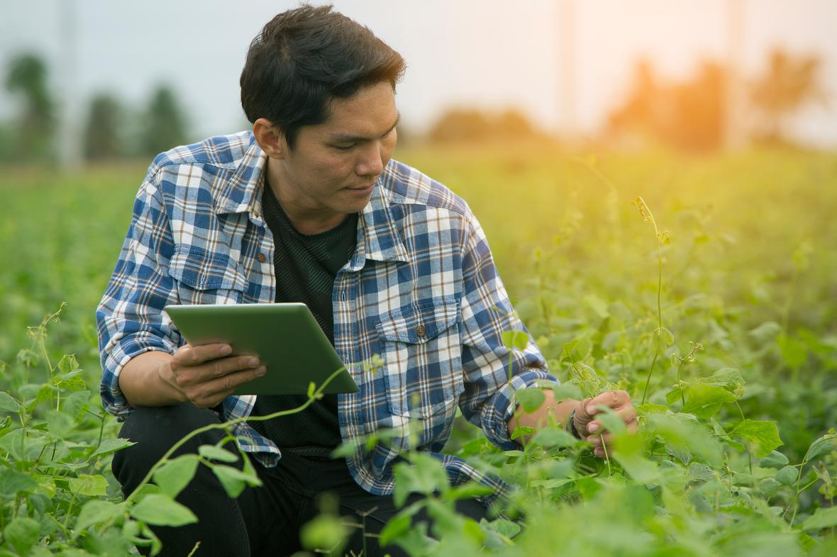 Smart farmers are monitoring crop growth.