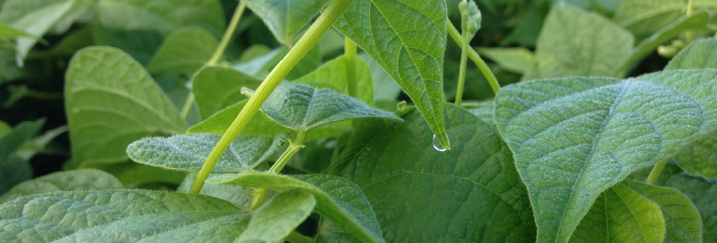 Header image: Bean seedlings in a field