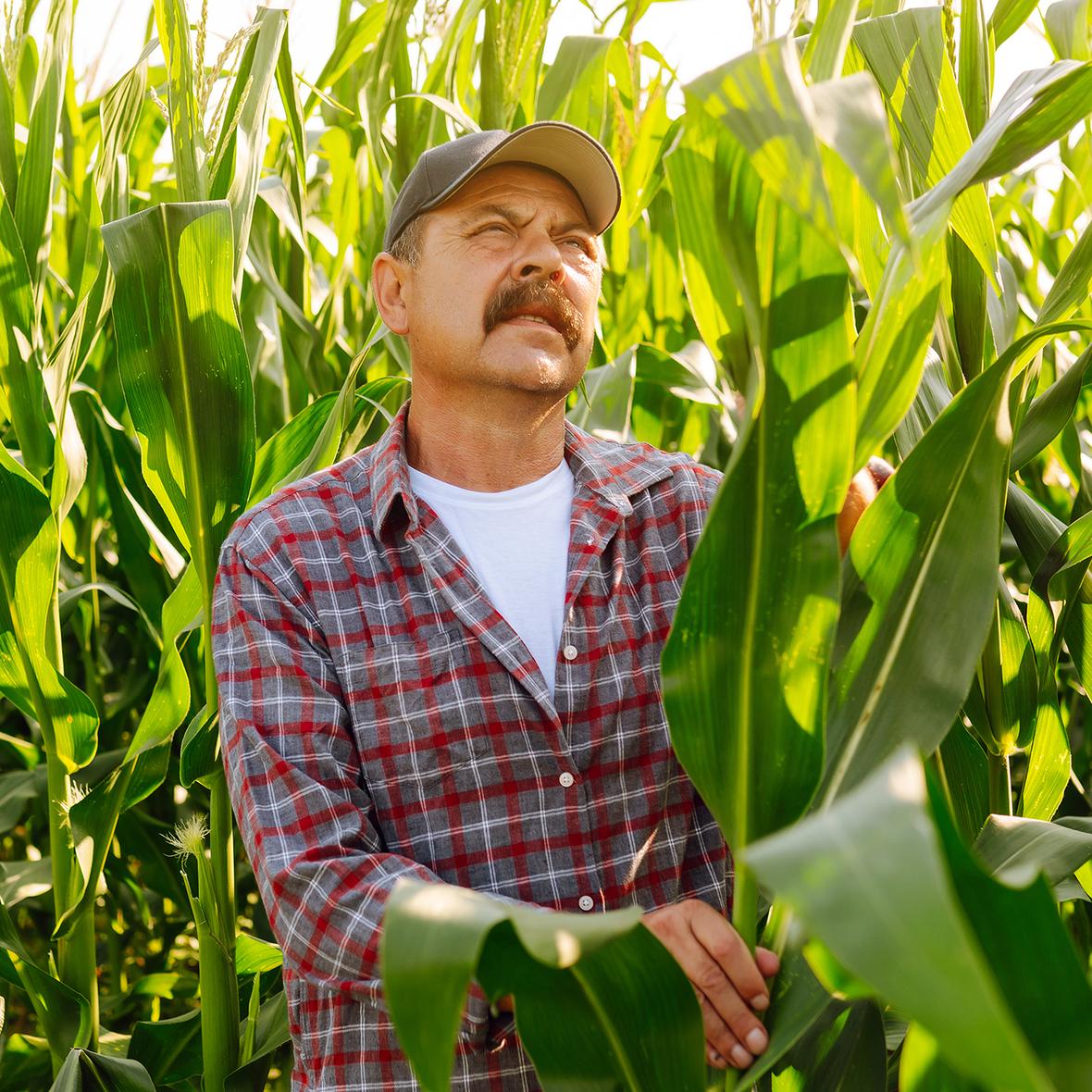 farmer standing corn field examining crop harvest care concept edit