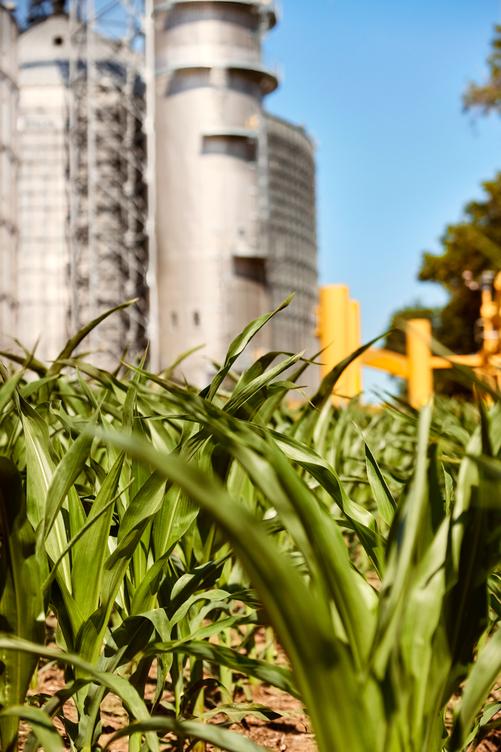 Close up green leaves of corn field with grain silo in background under blue skies Nebraska Wisner Grain ADM Facility 011 RT 2022 lores