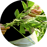 Male hands holding and inspecting soybean stalk standing in soybean field next to plants / Muške ruke drže i pregledaju stabljiku soje koja stoji u polju soje pored biljaka