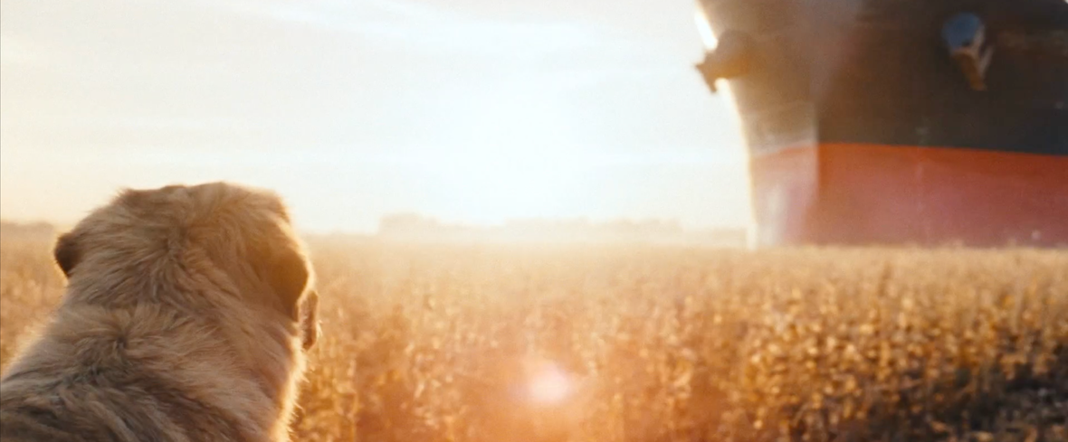 Dog looking out at a cargo ship in middle of a cornfield.