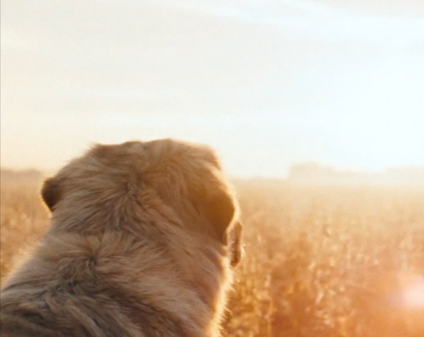 Dog looking at cargo ship in a corn field.