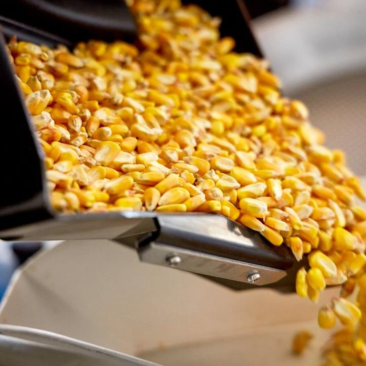 Close-up of yellow corn kernels pouring from a black processing chute or scoop.