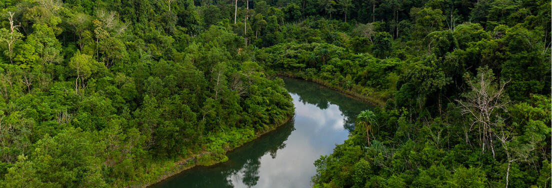 Rainforest & river