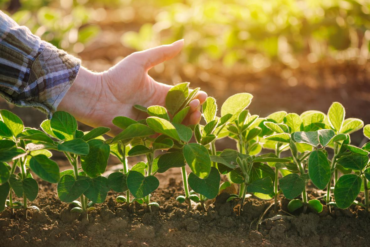 Hand in a soy field