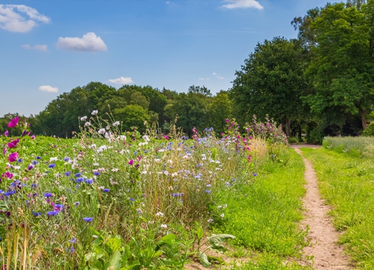 land feature