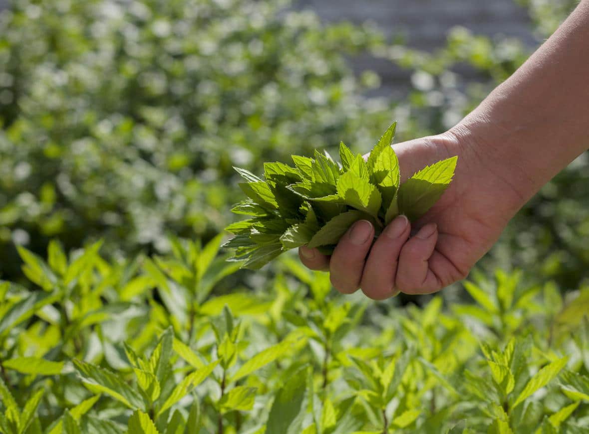 Hand holding mint in a field