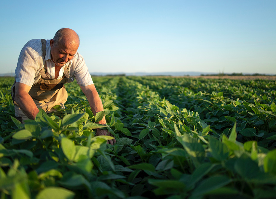 Senior hardworking farmer agronomist in soybean field checking crops before harvest. Organic food production and cultivation.