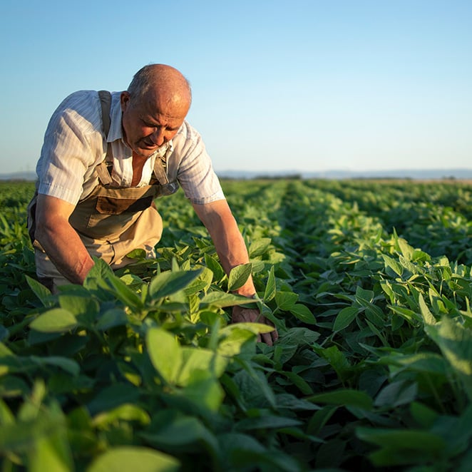 Senior hardworking farmer agronomist in soybean field checking crops before harvest. Organic food production and cultivation.