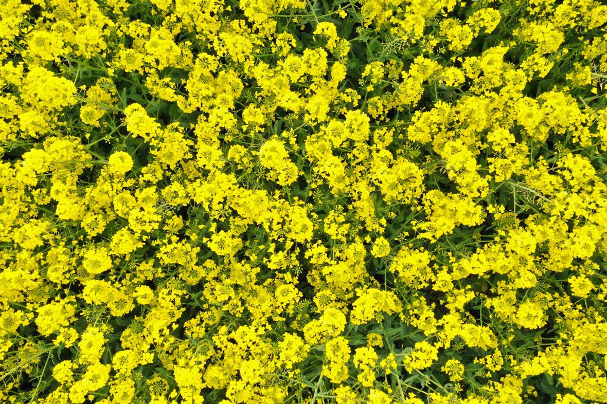 blooming rapeseed field