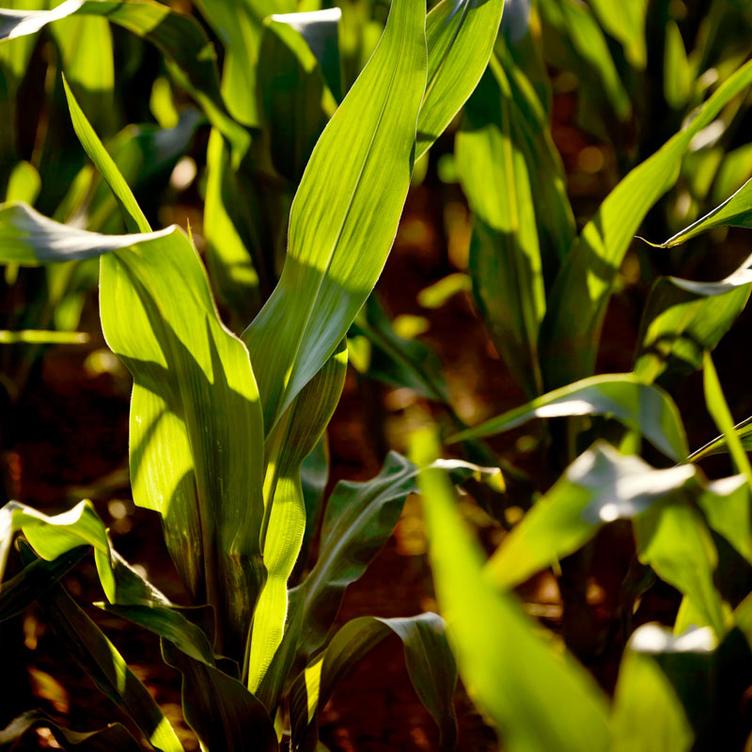 Sunlit young corn crop in healthy soil