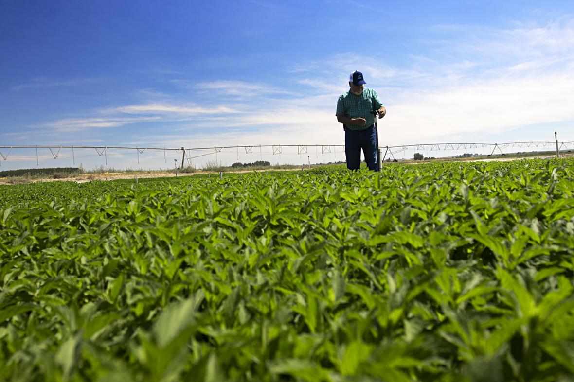 Man standing in mint field.
