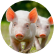 swine