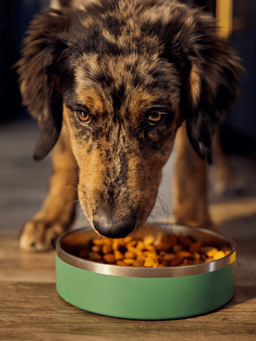 A dog eating dry kibble from a green bowl