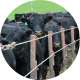 A herd of black cattle behind a fence