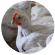Free run chickens on a farm