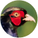 A game bird flying across a field