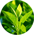 A close-up of green leaves of a tea plant