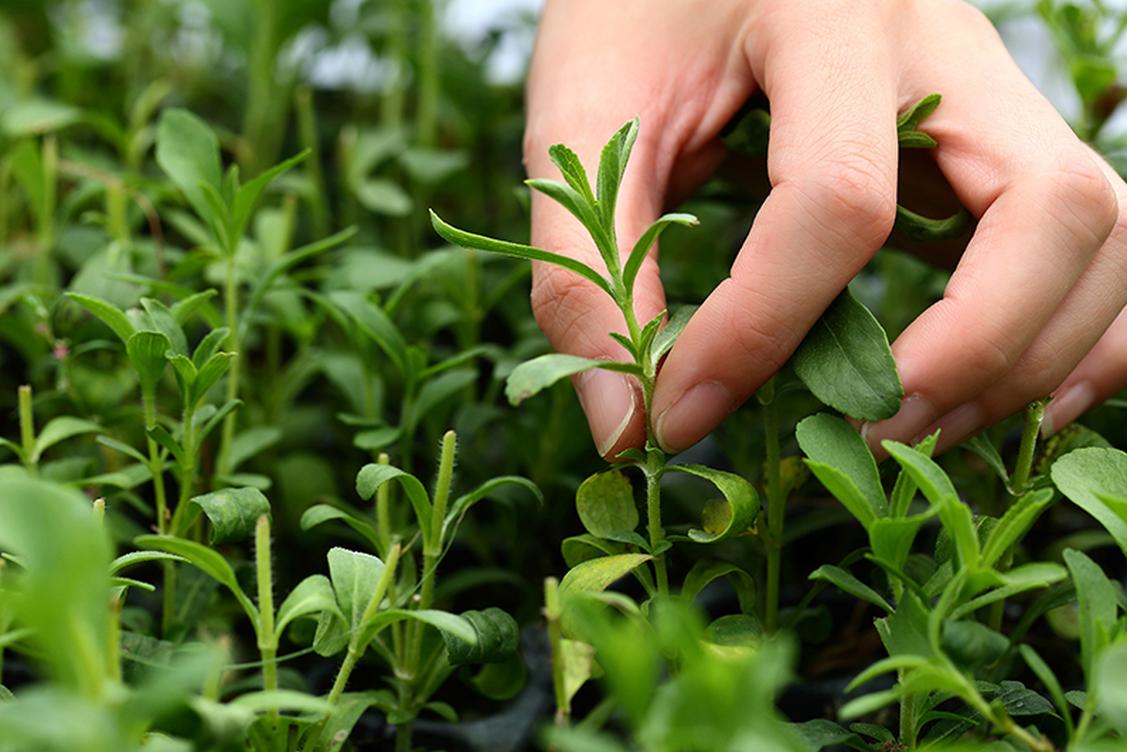 ADM Stevia