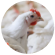 c49 01 poultry (1)