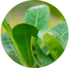 A close-up of botanical extract green plants