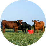 A herd of cows and calves grazing in a grassy field