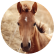 A foal in an outside field at sunrise