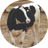 A dairy cow in a field