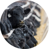 A row of black cattle at a feeding station