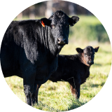 A black cow and a calf standing in a grassy field