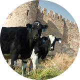 Cattle grazing in a pasture near a stone wall