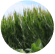 Climate
