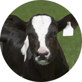 A close up of a black and white cow