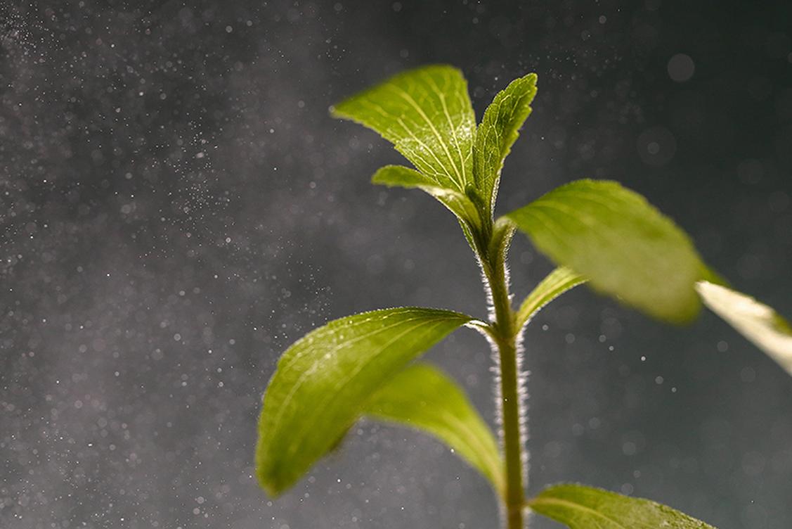 ADM Stevia