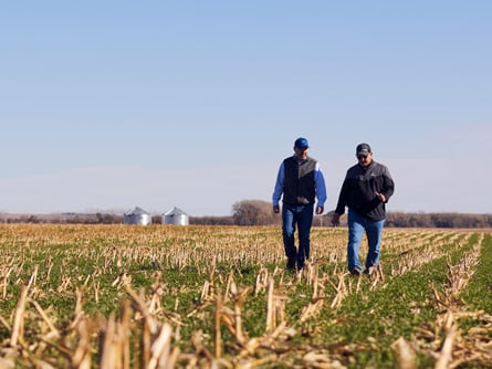 Two farmers in a field with an emerging rye cover crop and corn stubble
