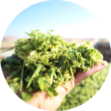 Leafy forage being held in a person’s hand looking over a field