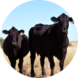 Black cattle in a field