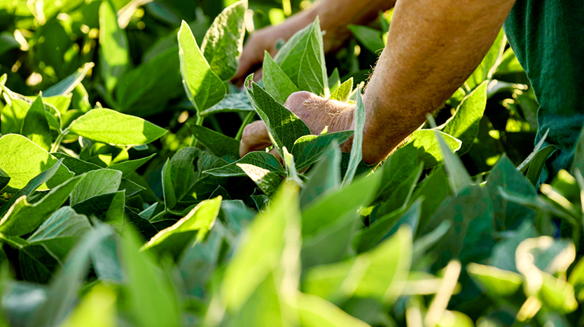 Male hands inspecting soybean plants while standing in field outdoors / Muške ruke pregledaju biljke soje dok stoje na polju napolju