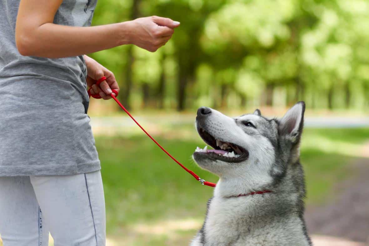 Dog waiting for a treat in front of owner